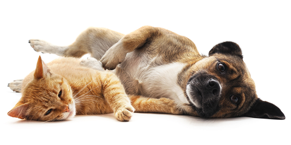 Cat And Dog Laying Down White Background