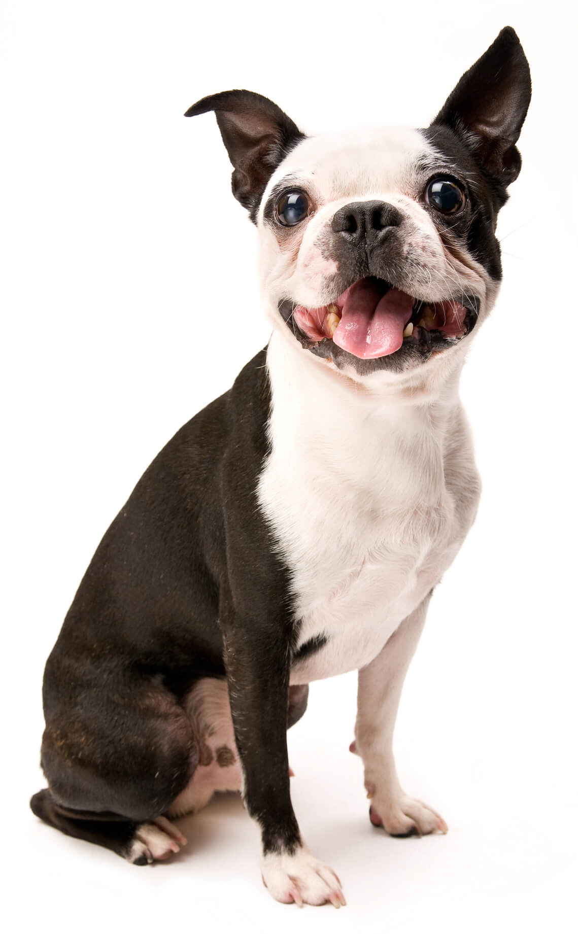 Boston Terrier Smiling