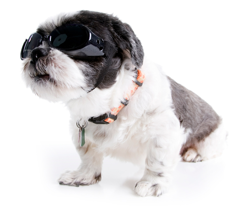 Dog Laser Therapy Goggles