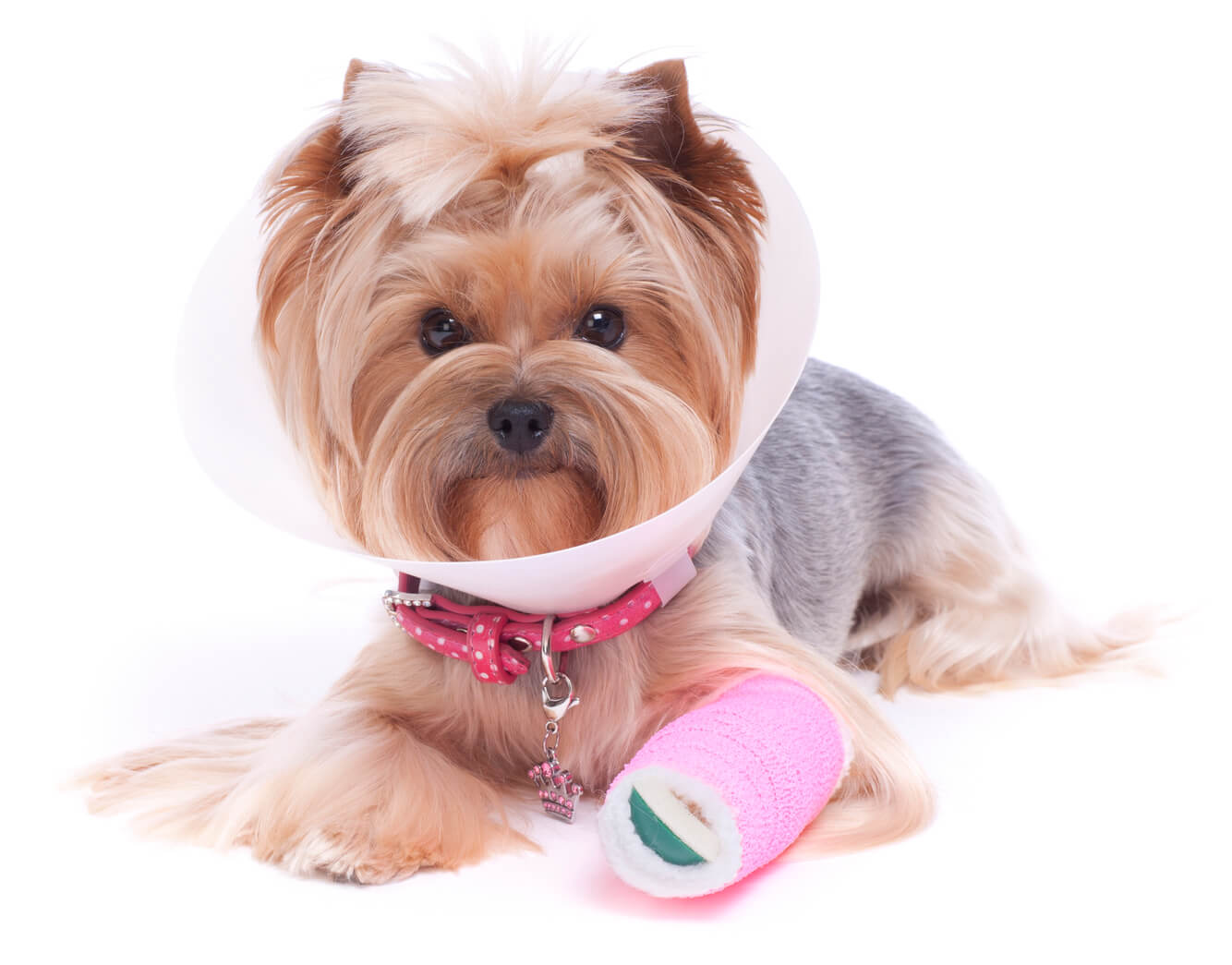 Small Dog With Cone