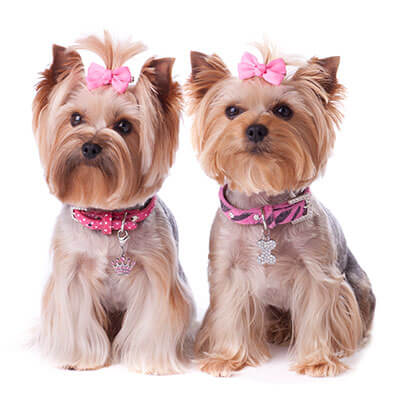Yorki With Pink Bows In Grifton Nc