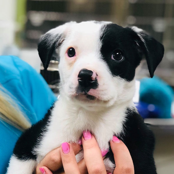 Black And White Puppy In Hand