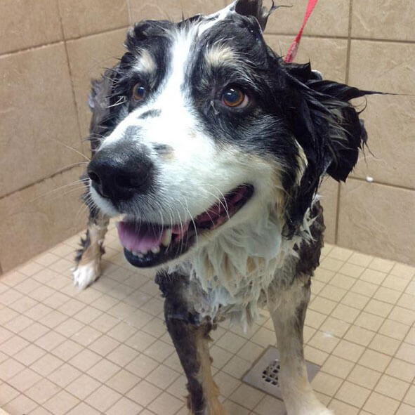 Dog In Shower
